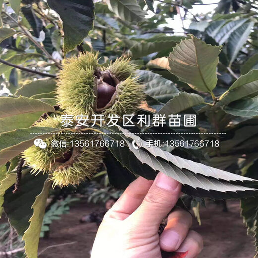 栗子新品种探寻之旅，自然美景与内心平和的追寻