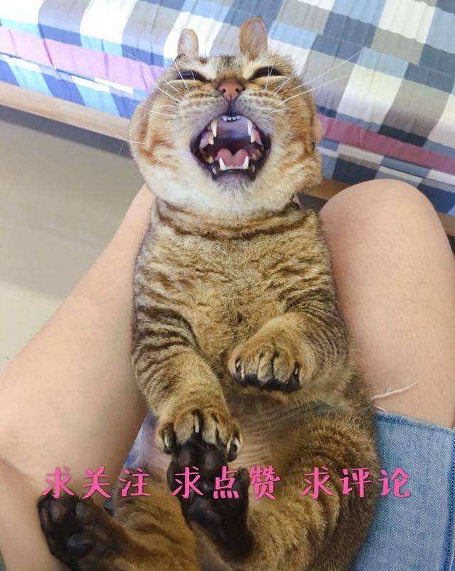 喵星人最新趣事，小巷深处的猫步轻舞特色小店揭秘