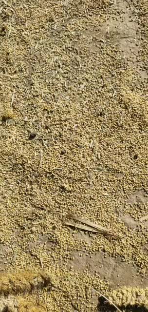 敖汉谷子价格最新行情🌾💸