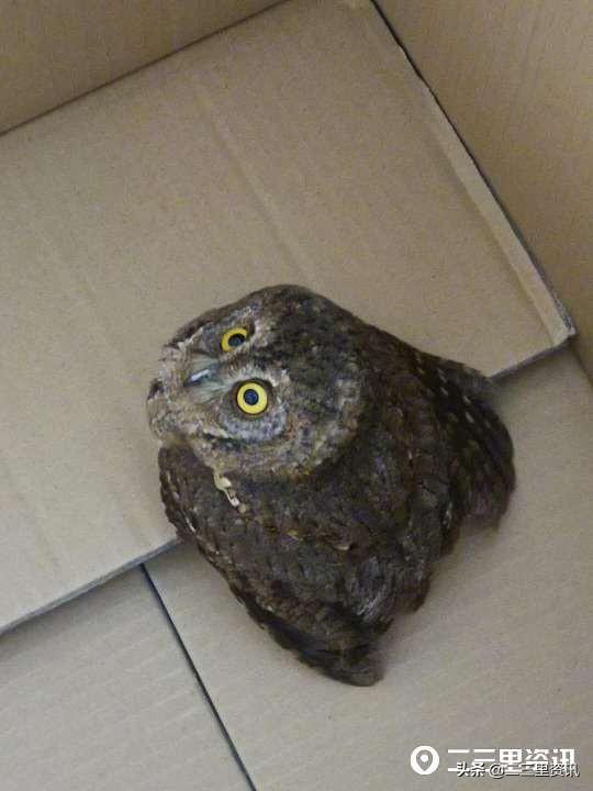 猫头鹰资讯，揭示多面性的深度报道