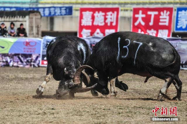 最新斗牛比赛，力与技的巅峰对决