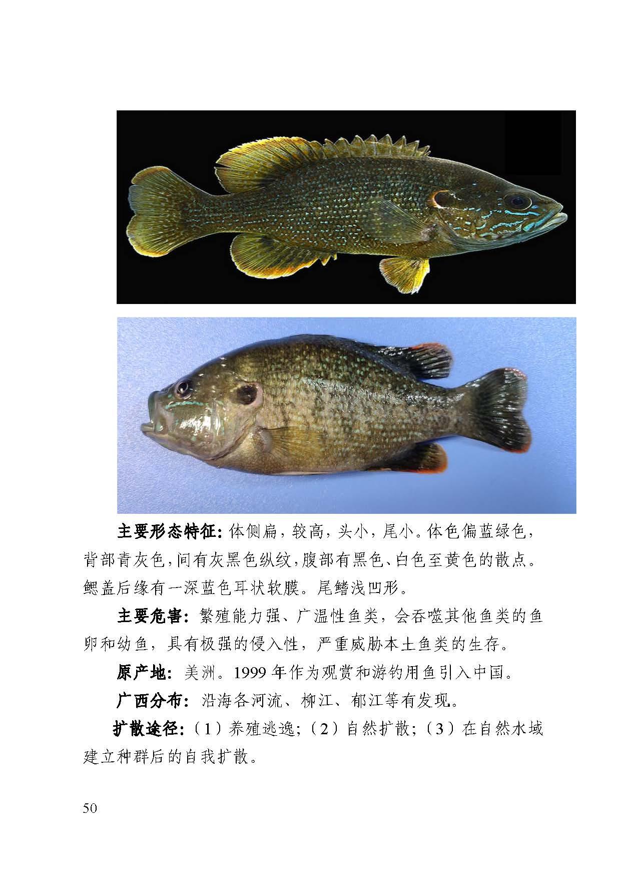 科技之眼，最新鱼类图片揭秘海洋奥秘的探索之旅