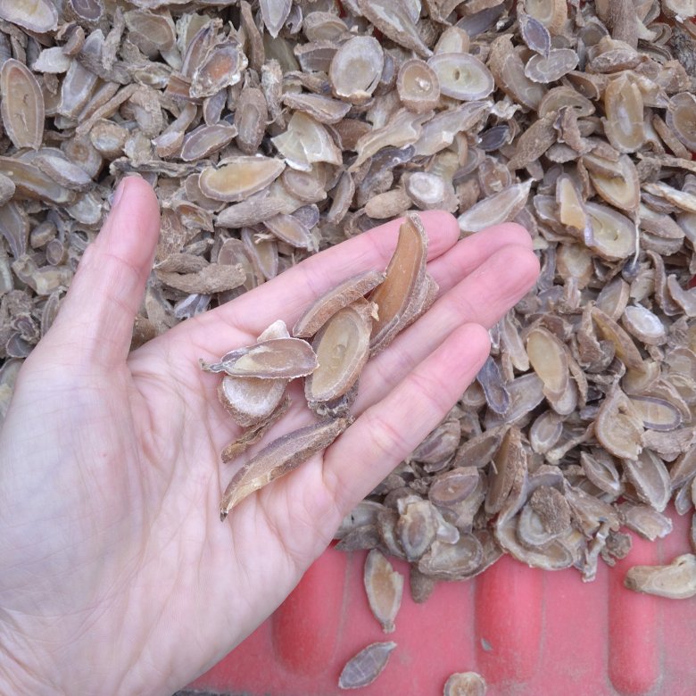 郁金价格背后的温情故事揭秘