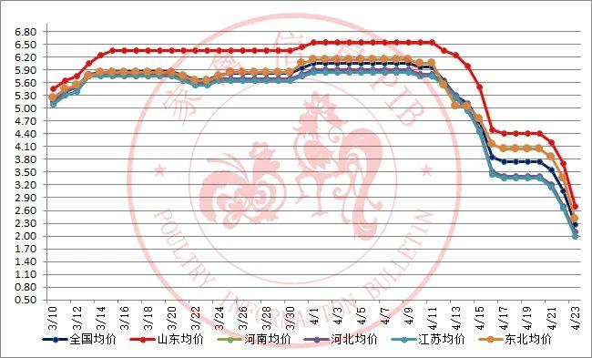 山东毛鸡价格最新动态更新
