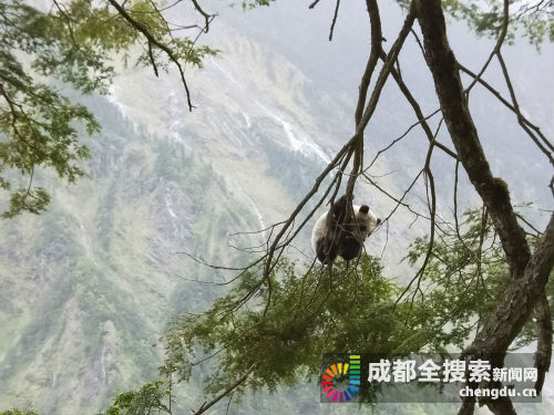 卧龙熊猫园最新动态揭秘，探索熊猫世界的最新进展