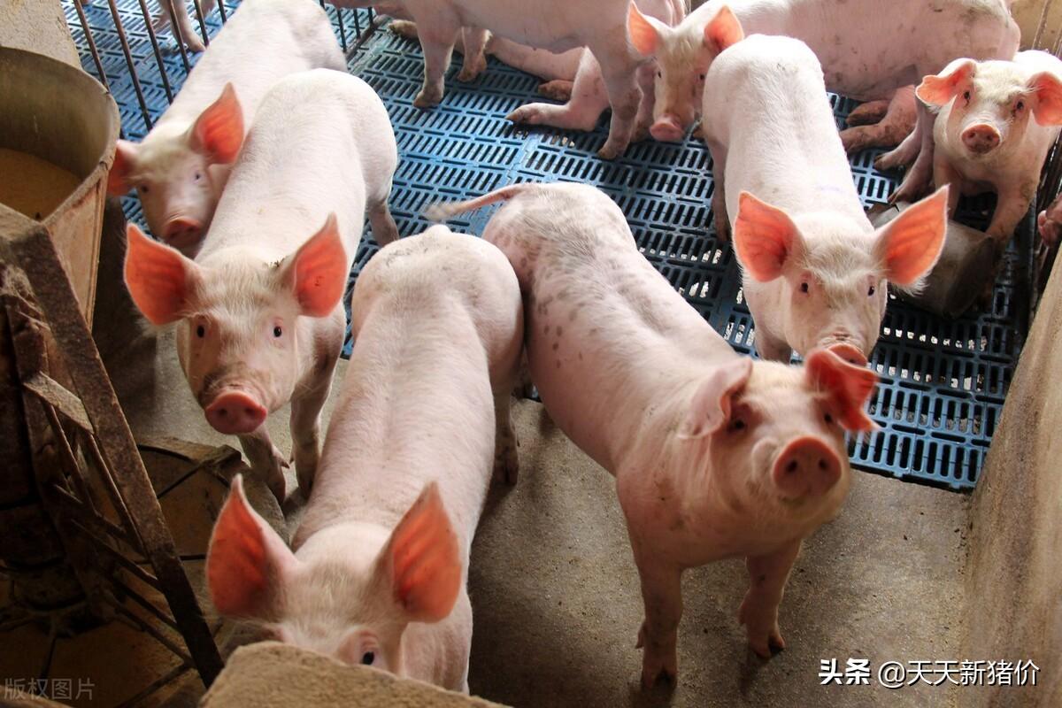 明日猪价预测及市场趋势分析，涨跌走势如何？