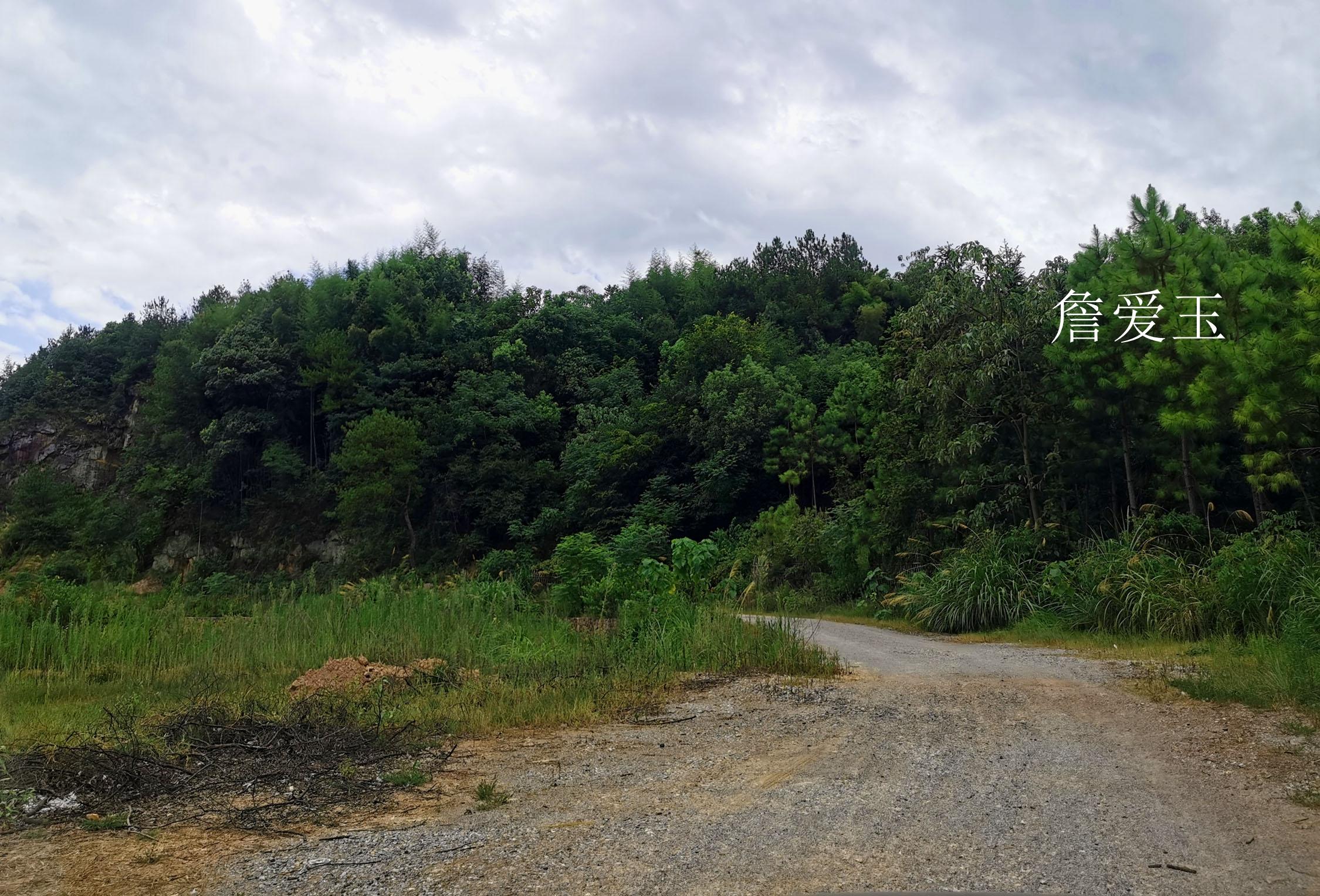 最新野生姜，自然瑰宝，健康良伴