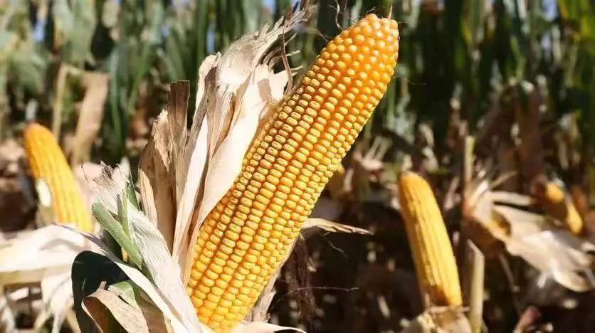 东北玉米价格最新动态更新📣🌽